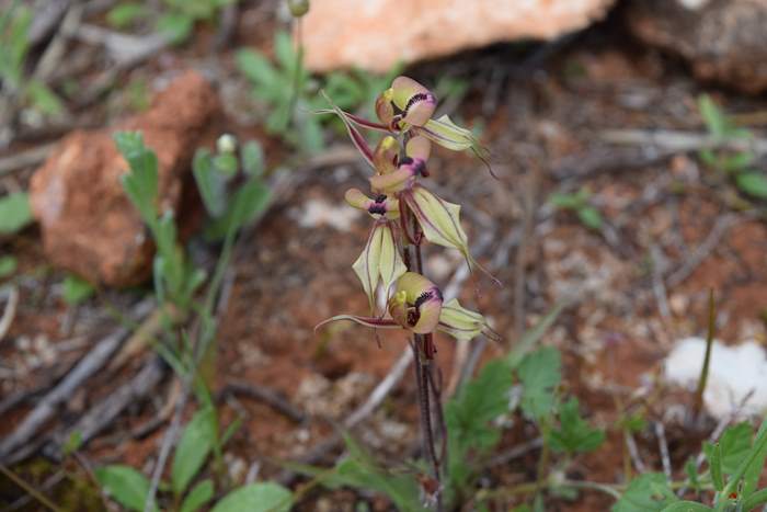 Caladenia cristata - Crested Spider Orchid-Sep-2018p0013.JPG